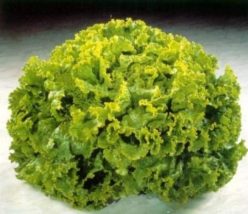 „Salată creață LOLLO BIONDA