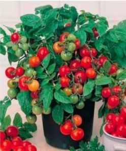 „TINY TIM (soi de ghiveci ) 0,25g