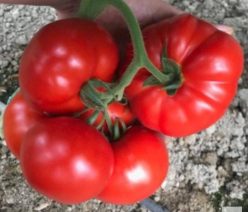 „„YETY F1 (100s)