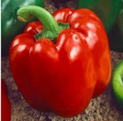 „Ardei gras YOLO WONDER (1g)