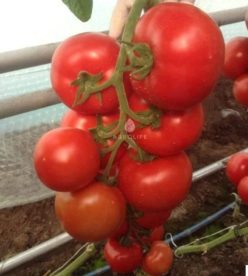 ZULFIA RZ F1-RIJK ZWAAN (25s)