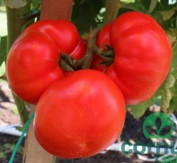 „„JALARI F1-Esasem ITALIA (25s)