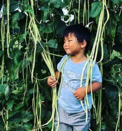 Fasole urcătoare METRO (VERDE)