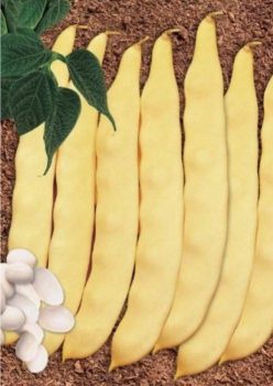 „Fasole pitică lată ROMAX