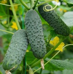 _CASTRAVETI HIBRID COD SV 4097 CV F1-SEMINIS