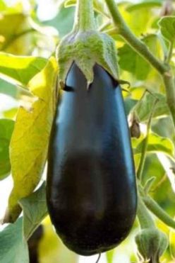 „VINETE ARAGON F1 (50s)