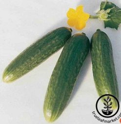 „CASTRAVETI DIVA/Muncher Burpless (40s)