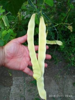 „„Fasole  GOLDFIELD (30g)