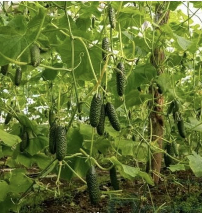 Castraveti ILONARA RZ F1 - imagine 2