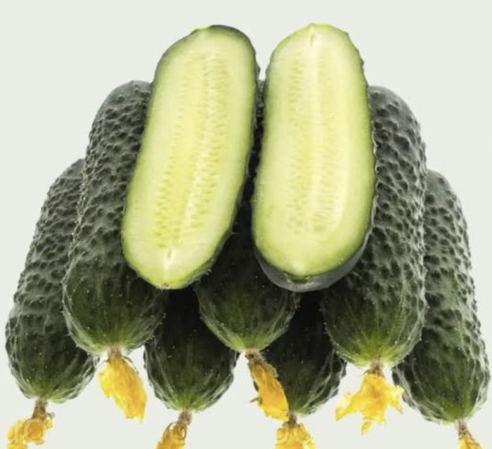 Castraveti ILONARA RZ F1 - imagine 3