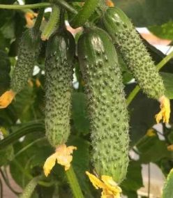 Castraveti ILONARA RZ F1