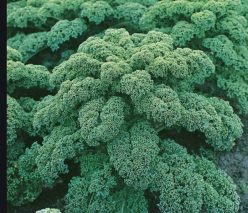 „VARZĂ KALE WESTLAND WINTER