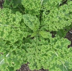 „VARZĂ KALE HALBHOHER GRUNER