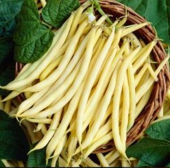 FASOLE PITICĂ MENUET -BUZĂU SCDL