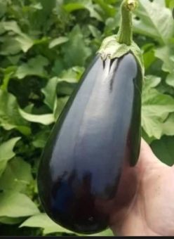 „„VINETE REBECA F1   -BUZĂU SCDL (2g)