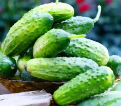 „„CASTRAVETI CORNICHON SLĂNIC-STATIUNEA DE CERCETARE ȘI DEZVOLTARE LEGUMICOLĂ BUZĂU