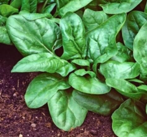 „„SPANAC ROMÂNESC-BUZĂU SCDL (100g)