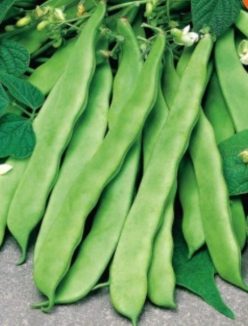 „FASOLE URCĂTOARE TEODORA -BUZĂU SCDL