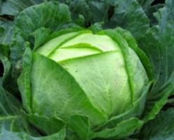 11 VARZA/VARZĂ KALE/CONOPIDĂ