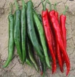 „„ARDEI IUTE VLADIMIR-BUZĂU SCDL (50s)