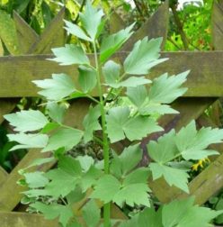 LEUSTEAN TOPAZ-BUZĂU SCDL