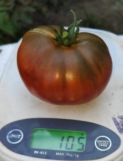 „ARBUZNIY-PEPENELE ROSU