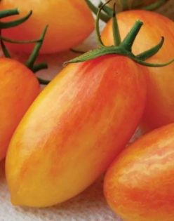 „ARTISAN BLUSH TIGER