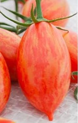 ARTISAN PINK TIGER (G. 30-50%)