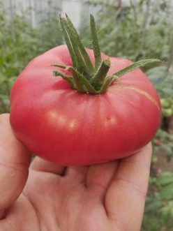 SECRETUL BUNICII (GRANDMA'S SECRET/BABUSHKIN SEKRET).