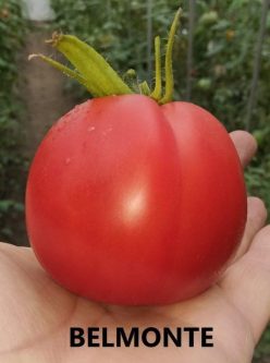 BELMONTE