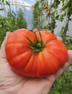 BREAZA NORD (OFERTA 150S)