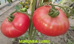 „MINUNEA LUMII/WONDER OF THE WORLD (100s)