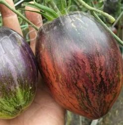 REBEL STARFIGHTER (G.60-75%)