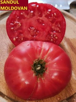SANDUL MOLDOVAN.