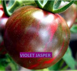 VIOLET JASPER