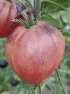 INIMA DE BOU BLUE PINK HEART (VF)