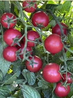 CHERRY MAGIC PURPLE SIBERIAN (ROSE CHERRY)