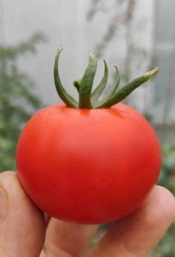 „BULGARIAN TRIUMPH.