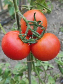 „BULGARIAN TRIUMPH.