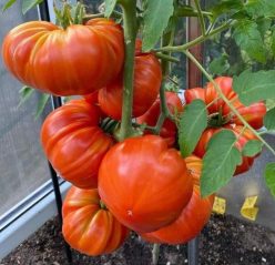 „GIGANTE DE GALICIA (OFERTA 100s)