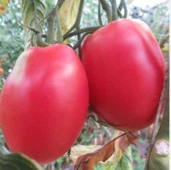 „KALMAN'S HUNGARIAN PINK