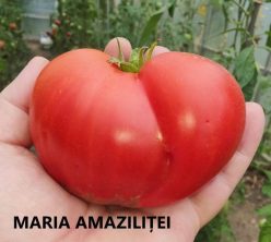 MARIA AMAZILITEI GIANT RED.