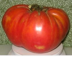 PORTUGHESE MONSTER 100s (G40%)