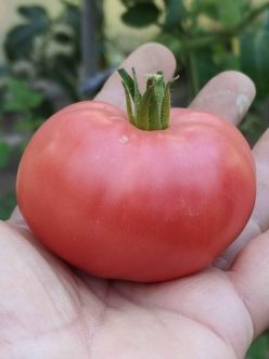 MULTE DE SECUIENI (NEAMT)