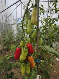 _SUPER ITALIAN PASTE