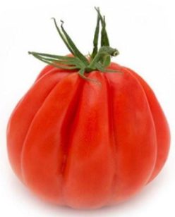 ARALDINO RZ F1-RIJK ZWAAN