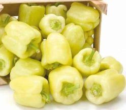 ARDEI GRAS GETIC (100s)