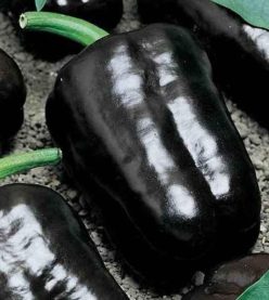 ARDEI GRAS PURPLE BEAUTY