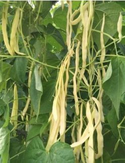 Fasole BÂLDANA (Urcătoare-Tip Grasă de Buzău)