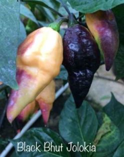 „ARDEI IUTE BLACK BHUT JOLOKIA (NEYDE BLACK GHOST )